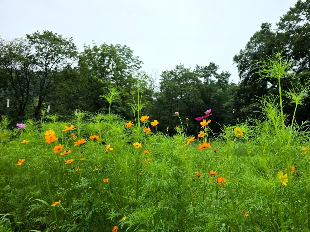 A Thousand Splendid Suns